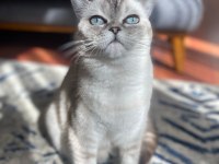 Kızlarımız sahiplendirilicektir british shorthair