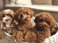 Maltipoo cinsi yavrular