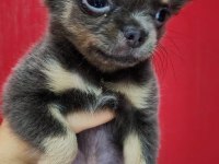 Üst Düzey Kalite Yavru Chihuahua İsteyene