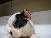 Anatomi Harikası French Bulldog Bebekler