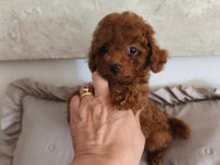 Toypoodle Yavrularımız
