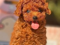 Muhteşem Güzellikte Kore Ve Toy Poodle Yavrularımız