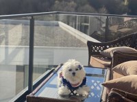 4 YAŞINDA MALTESE SAHİPLENDİRME