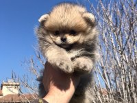 Pomeranian Boo Yavrular