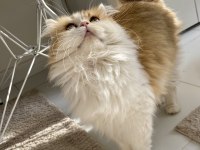 Muhteşem güzellikte british longhair