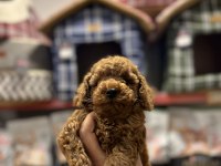 Poodle yavruları