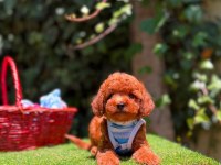 Safkan Toy Poodle Yavrularımız