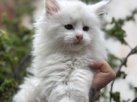 Kar oğlan maine coon