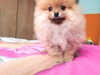 Mükemmel kalitede pomeranian dişi yavru