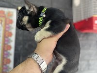 Egzotik Black And Tan Fullfy Taşıyıcı Erkek French Bulldog