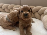 MALTİPOO  YAVRULARIMIZ