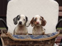 NADİR BULUNAN RENK VE KALİTEDE DACHSHUND YAVRULAR