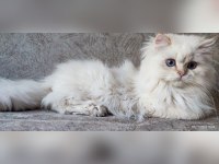 Üst kalite son erkek british longhair yavrum