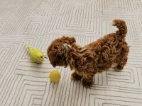 Orjinal Gerçek Teacup Maltipoo Asla Büyümez