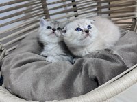 British Longhair ve Scottish Shorthair bebeklerimiz