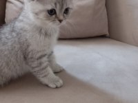 2 aylık british shorthair