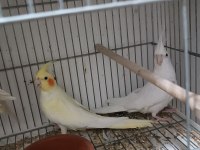 Dişi albino lutino damızlık yetişkin sultan papağanlar