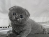 Scottish Fold Yavrumuz Yuva Arıyor