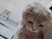 Ücretsiz sahiplendirilicek scottish kedi