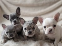 PED EĞİTİMLİ FRENCH BULLDOG EN NADİR YAVRU VE KARDEŞLERİ