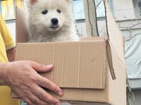 TR ŞAMPİYONU YAVRUSU, MÜKEMMEL KALİTE DİŞİ SAMOYED