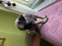 Sevimli yavru pug köpekler