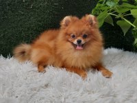 Köpeğimiz yeni yuva aıyor