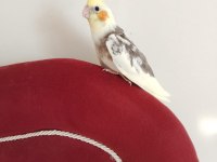 Sultan Papağanı Yavruları