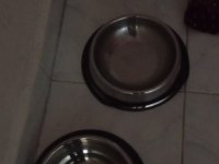 Cane corso köpeğimiz ile ilgilenenler ulaşabilir