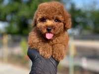 Referans Yavru Köpeğimiz