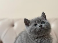 Minnoş orjinal kediler maraş merkez teslime hazır