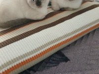 YAVRU KEDİMİZİ SAHİPLENDİRMEK İSTİYORUZ