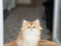 Golden Anne Baba Scr Li British Longhair Yavru