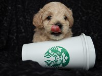Maltipoo Yavrularımız Rezervasyon İçin Müsaittir