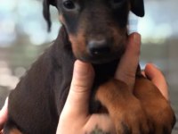 SİYAH DOBERMAN YAVRULAR
