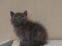 British shorthair yavruları