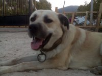 Açık Kahve Renkli Kırma Kangal