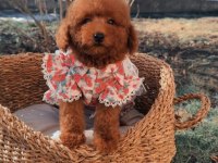 Toypoodle Yavrularımız 