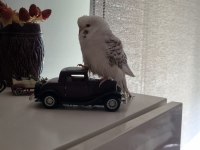 Albino yavru muhabbet kuşu
