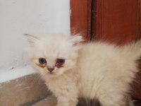 2 British ve 1 Scottish yavru 2 aylık ücretsiz sahiplendirme