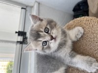 British Shorthair