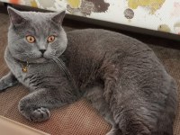 Ücretsiz sahiplendirme british shorthair