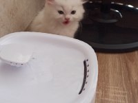 Birbirinden güzel yavrular kediler