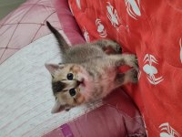 Golden British Shorthair