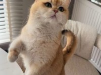 GOLDEN BRİTİSH SHORTHAİR YAVRULAR