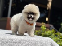 Yavru Pomeranian Boo Köpekler