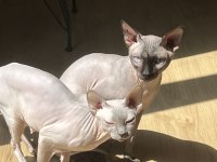 SAFKAN KANADA SFENKS YAVRULARI