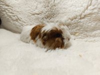 Guinea Pig Bebeklerimiz