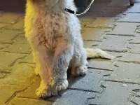 Yetişkin poodle