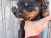 Rottweiler Yavrularımız